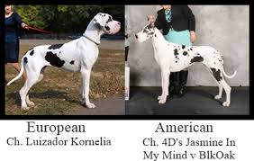 Vulpine Great Danes Euro Vs American Great Dane Dane Dog Cat