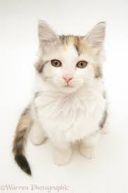 Check spelling or type a new query. Tortoiseshell And White Calico Maine Coon Kitten Looking Up Photo Wp19503