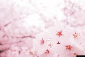 Mariedalsgatan 7 503 38 borås, sweden +46 33 20 80 00. Pink Sakura Hd Wallpapers