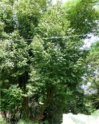 Image result for Ellipanthus