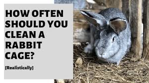 How often do you have to clean rabbits cage? How Often Should You Clean A Rabbit Cage Realistically