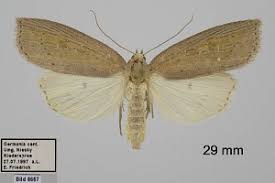 Image result for Chilodes maritima