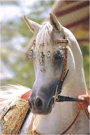 صور خيول جميلة أحلي صور حصان عربي أصيل خلفيات خيول رائعة موقع حصرى