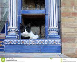 Cat Nap In Sevilla Cat Nap Image Cat Cute Cats