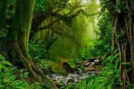 Nepal Jungle With River Near Annapurnas Jungle Images Rainforest Photography Jungle Photography