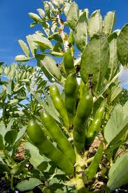 Image result for Vicia faba