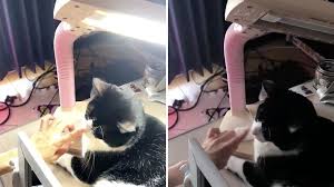 A nose of a cat. Watch This Cat Being Used To Turn On And Off A Desk Lamp Just By Touching Its Nose Shouts