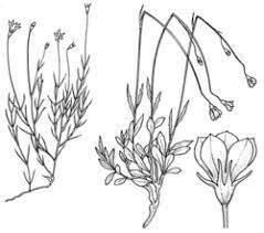 Wahlenbergia capillaris | provided name: Plantnet Floraonline