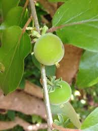 Image result for Dovyalis rotundifolia