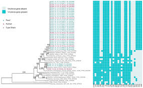 Cox communications and ignition networks inc. Frontiers Characterization Of Emetic And Diarrheal Bacillus Cereus Strains From A 2016 Foodborne Outbreak Using Whole Genome Sequencing Addressing The Microbiological Epidemiological And Bioinformatic Challenges Microbiology