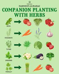 Companion Planting with Herbs: What to Plant Together | The Old Farmer's  Almanac