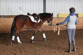 All you need is an enclosure. 10 Tips To Lunge Like A Pro Ontario Equestrian