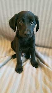 Browse thru labrador retriever puppies for sale near colorado springs, colorado, usa area listings on puppyfinder.com to find your perfect puppy. Labradorpuppylove Labradorretriever Lab Puppies Cute Puppies Cute Baby Dogs