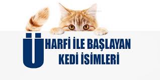 U Harfi Ile Baslayan Kedi Isimleri Disi Ve Erkek Secdem