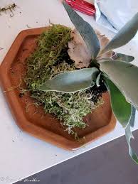 In nature they get their nutrients from plant matter falling on them from. Pin On Beautiful House Ideas