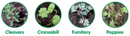Two bills you want to get. Get Set For Spring Broad Leaved Weed Control Farmers Weekly