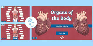 The human body contains over 70 organs that are highly specialised to perform different functions. Organs Of The Body Labelling Activity Teacher Made
