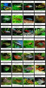 Type Of Tetras Aquariumfreshwaterfishtanks Tropical Fish Aquarium Fresh Water Fish Tank Tetra Fish