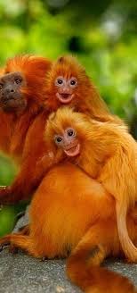 I Am The Lorax I Speak For The Trees The Trees Say Something In Vietnamese Golden Headed Tamarin Monkey Family Animals Wild Animals Golden Lion Tamarin