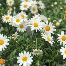 Daisies The Happiest Flower