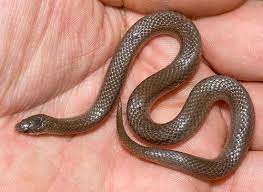 Smooth Earth Snake Snake Reptiles