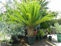 Image result for Cyathula natalensis