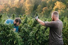 There are more than 100 of these chemicals in cannabis. For Young Farmers Hemp Is A Gateway Crop Civil Eats