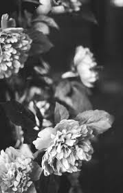 Pin By M E M M A C On P O E T I C V I S I O N Sᵩ White Background Photography White Photography Black And White Flowers