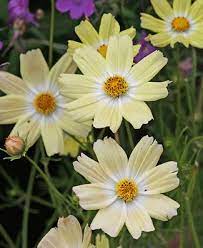 Annie S Annuals Plant Lists Cosmos Flowers Beautiful Flowers Annual Plants