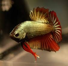 Jenis ini memiliki pilihan warna dominan red dragon, blue dragon, yellow dragon, fancy dragon dan red chooper. Plakat Golden Red Dragon Ikan Cupang Ikan Betta