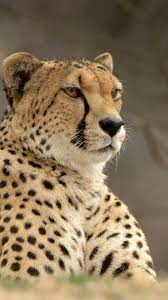 If you can not find the exact. Animal Cheetah 1080x1920 Mobile Wallpaper Animals Cute Animals Animals Beautiful