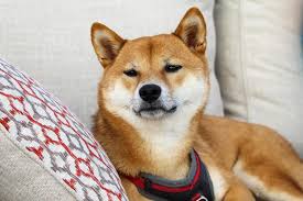 Shiba inu is now officially the biggest coin meme after overtaking dogecoin. The Shiba Inu Coin The Most Successful Dogecoin Parody Coin Cryptinus