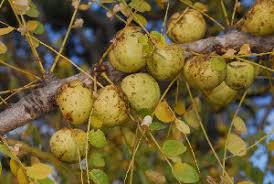 Image result for Phyllanthus engleri