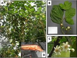 Image result for Bellucia