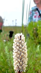 Image result for Disa fragrans