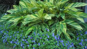 Www.tytyga.com/default.asp variegated shell ginger lily is a spectacular tropical plant that lights up dark landscapes and. How Do You Grow Variegated Ginger