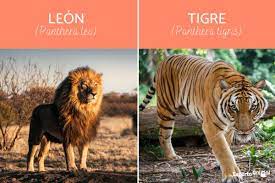 Empezó señalando el 'tigre' en la conferencia de prensa que concedió este miércoles. Diferencias Entre Leon Y Tigre Descubrelas