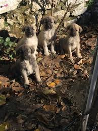 Satilik Kangal Coban Kopegi Fiyatlari Kopek Dunyasi
