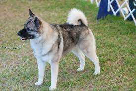 Do Norwegian Elkhounds Shed Lots Stop My Dog Shedding