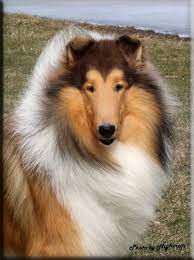 Highcroft Collies Collies Hamel Mn Collie Dog Sheltie Dogs Collie Puppies