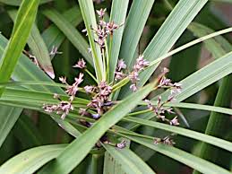 Image result for Cyperus amauropus