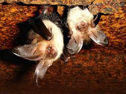 Parcourez notre sélection de chauves souris : Contre Les Moustiques Tigres Adoptez Une Chauve Souris Urbis Le Mag