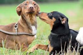 Vous y retrouverez tous les bulls à l'adoption: Belle Mobilisation Pour La Fete Des Animaux 2019 Spa De Lyon Et Du Sud Est