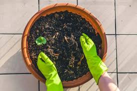 How to use borax in the garden. 10 Genuis Borax Used In The Garden That Will Surprise You Lineup Mag