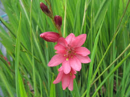 Image result for Tritonia