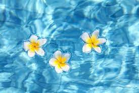 Check spelling or type a new query. Tropical Frangipani Blume Floating In Stock Bild Colourbox