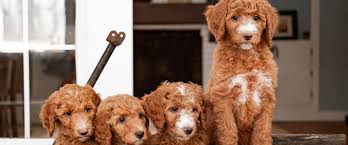 As a puppy she never really got into a lot of things, never chewed anything up. Providence Labradoodles Ohio Labradoodle Dog Breeder