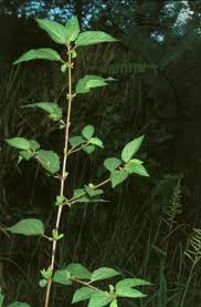 Image result for Corchorus aestuans