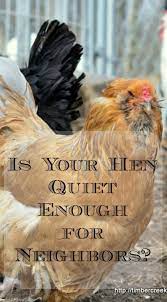 Our hens like most, are really quiet during the day and apart from the usual soft clucking which is barely audible from the bottom of the garden they only make a bit of noise. Quiet Chickens What Breeds To Choose In The Suburbs Timber Creek Farm