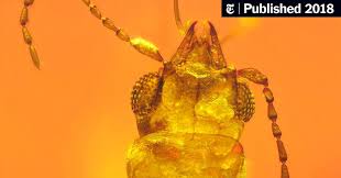 Amber is used in jewelry. Trapped In 99 Million Year Old Amber A Beetle With Pilfered Pollen The New York Times